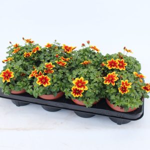 Amppelirusokki on helppohoitoinen kesäkukka aurinkoon tai puolivarjoon. Se kestää myös kohtalaisesti tuulta ja sadetta. Sopii ruukkuun