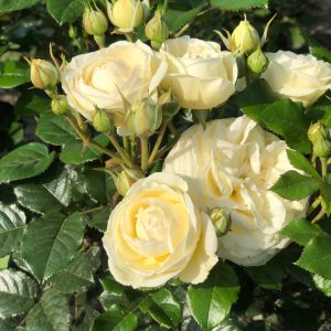 Pirilän Kukkatalon monivuotisten taimien valikoimasta myös erilaiset ryhmäruusut