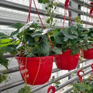 Kotimainen mansikka-amppeli tuo makeaa satoa koko kesän ajan