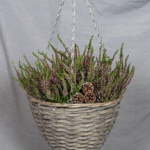 Kestävät ja värikkäät callunat eli aitokanervat isossa koriamppelissa