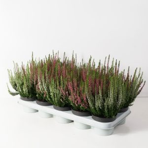 Calluna on sukua perinteiselle kellokanervalle mutta sitä matalakasvuisempi ja kestävämpi.