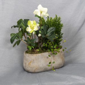 Kullanhohtoisessa betoniruukussa jouluruusu