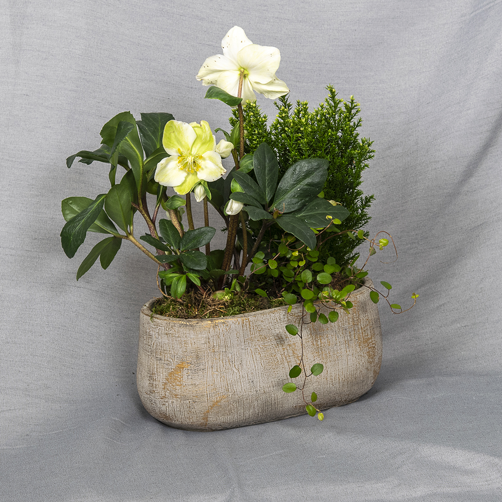 Kullanhohtoisessa betoniruukussa jouluruusu