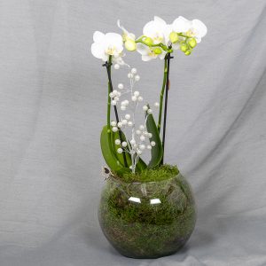 Pyöreässä lasimaljassa valkoinen perhoskämmekkä