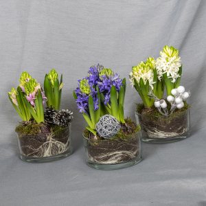 Kolme hyasinttia istutettuna kirkkaaseen pyöreään lasimaljaan