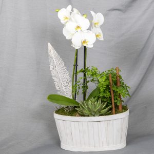 Valkoisessa lastukorissa perhoskämmekkä