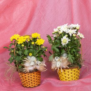 Kivassa sangallisessa korissa istutettuna joko keltainen tai valkoinen krysanteemi