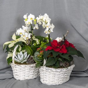 Sangallisessa pajukorissa upea ja runsas jouluinen istutus. Korista löytyy perhoskämmekkä