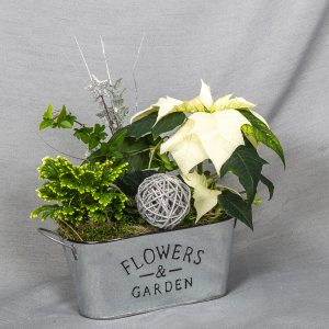 Sinkkiruukussa joulutähti