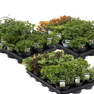 Yrttien taimia jatkokasvatettavaksi parvekkeella