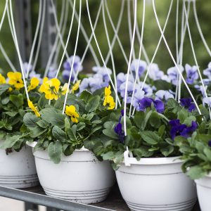 Orvokki on kevään ensimmäisiä kukkivia ja se kukkii hyvin lannoitettuna ja hoidettuna koko kesän