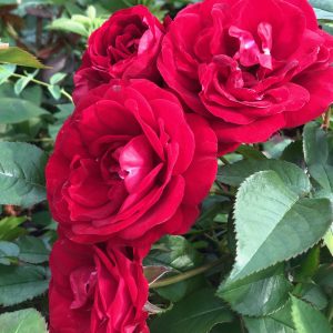 Tertturuusu Europeanalla on suuret