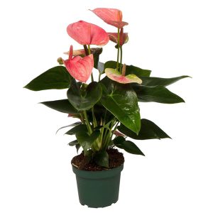 Kaunis ja pitkäkestoinen flamingonkukka viihtyy valoisassa ja löytyy useassa eri värissä