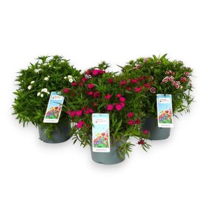 Harjaneilikka on vanhanajan perinneperenna