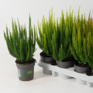 Vihertävänsävyiset havucallunat tuovat syysistutuksiin rehevyyttä ja runsautta