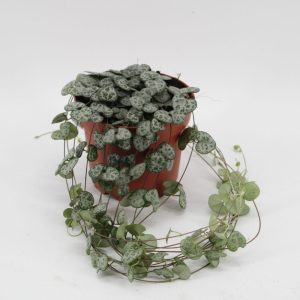 mittaiset rennot varret. Herttalyhty on harvoja aurinkoiseen ikkunaan sopivia amppelikasveja ja viihtyessään se voi kukkia lähes kautta vuoden