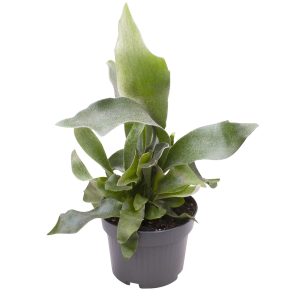 Hirvensarvisaniaisella on kahdenlaisia lehtiä