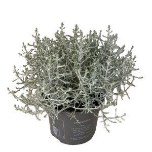 Hopealanka on kaunis hopealta hohtava lisä ruukkuistutuksiin aurinkoiselle kasvupaikalle