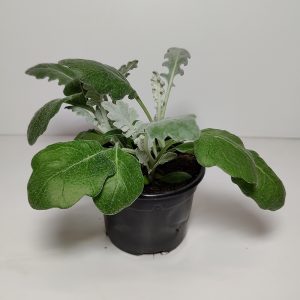 Hopeatammi eli hopeavillakko on suosittu kesäistutuksissa puutarhassa ja haudoilla hopeisten lehtiensä vuoksi