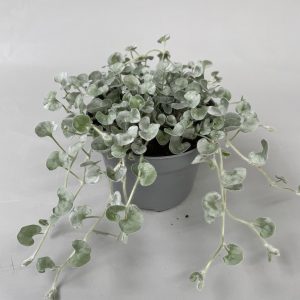 Reheväkasvuinen hopeanhohtoinen hopeaputous kesäkukkaistutuksiin