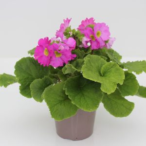 Huone-esikko voi kukkia yhtäjaksoisesti suurimman osan vuotta