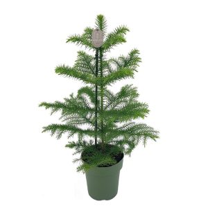 Ikivihreä huonekuusi on ympärivuotisesti huonekasvina kasvatettava havu