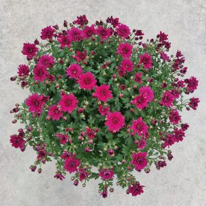 Kotimainen oman tuotantomme pallokrysanteemi värittää loppukesän terassit