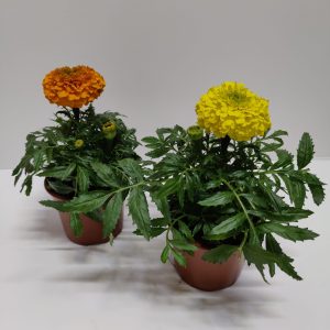 Isosamettikukka on komea auringossa tai puolivarjossa viihtyvä kestävä kesäkukka