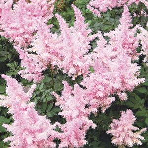 Runsaasti ja pitkään heinä-syyskuussa kukkiva pystykasvuinen monivuotinen perenna