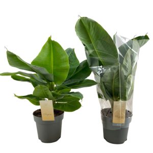 Kääpiöbanaani on myrkytön ja nopeakasvuinen viherkasvi