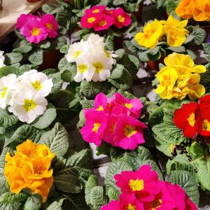 Kääpiöesikko on perinteinen kevään airut