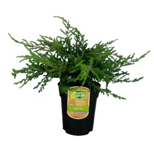 Maata vasten leviävä tummanvihreä kotikatajan lajike