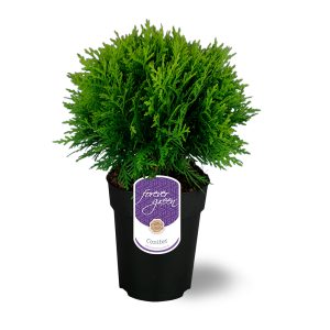 Kääpiöpallotuija Danica on kirkkaanvihreä ja hidaskasvuinen