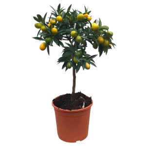 Sitrukset kuuluvat Välimeren kasveihin ja niitä voit kasvattaa mm. aurinkoisella ja lämpimällä terassilla tai parvekkeella