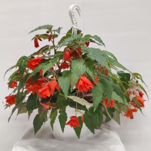 Kotimainen karjalanneito omasta tuotannostamme viihtyy puolivarjossa tai varjossa