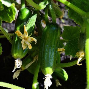 Kasvihuonekurkku vaatii lämpimän kasvihuoneen