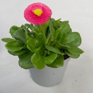 Kaunokainen on oikeastaan monivuotinen matala perenna mutta sitä on talvikaudella myynnissä myös ruukkukukkana