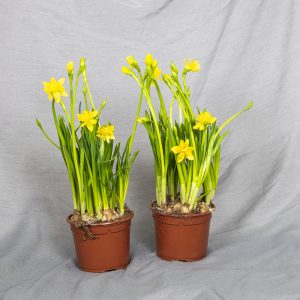 Ruukkunarsissi Boucle on tavallisen ruukkunarsissin kerrottu versio.