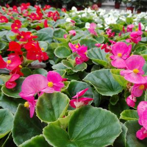 Kesäbegonia on suosittu kesäkukka hautausmailla ja kesäkukkaistutuksissa puolivarjoisella kasvupaikalla