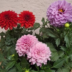 Auringossa ja lämpimässä viihtyvä kesädaalia on komea omana istutusryhmänään tai leikkokukkana