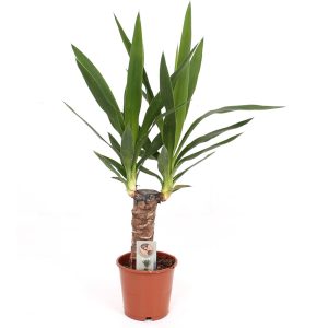 Kiiltojukka on helppohoitoinen viherkasvi