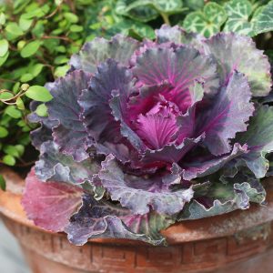 Kotimainen oman tuotantomme koristekaali on värikäs lisä syysistutuksiin