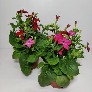 kotimainen koristetupakka omasta tuotannostamme kukkii pitkään