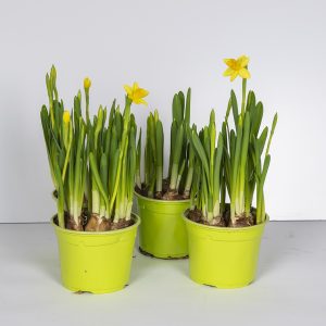 Kotimainen pikku pakkastakin kestävä ruukkunarsissi tetenarsissi