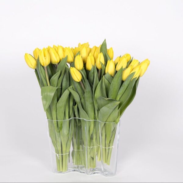 Kotimaiset isot keltaiset 10 kpl tulppaaniniput omasta tuotannostamme pääsiäiseen