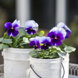 Kotimaiset kestävät oman tuotantomme orvokit tuovat väri-iloa kevääseen ja kestävät muutaman pakkasasteenkin