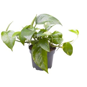 Kultaköynnöksellä on huoneilmaa kosteuttavia ja puhdistavia ominaisuuksia ja se viihtyy epäsuorassa valossa