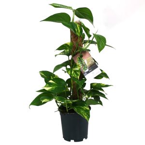 Kultaköynnöksellä on huoneilmaa kosteuttavia ja puhdistavia ominaisuuksia ja se viihtyy epäsuorassa valossa