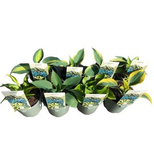 Kuunliljat ovat suosittuja ja monikäyttöisiä lehtiperennoja puolivarjoon ja varjoon