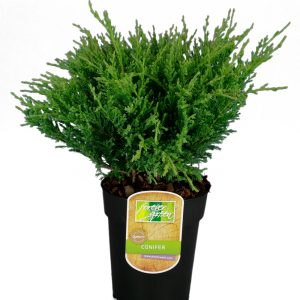 Laakakataja Andorra Compacta on koheneva ja teräksensininen